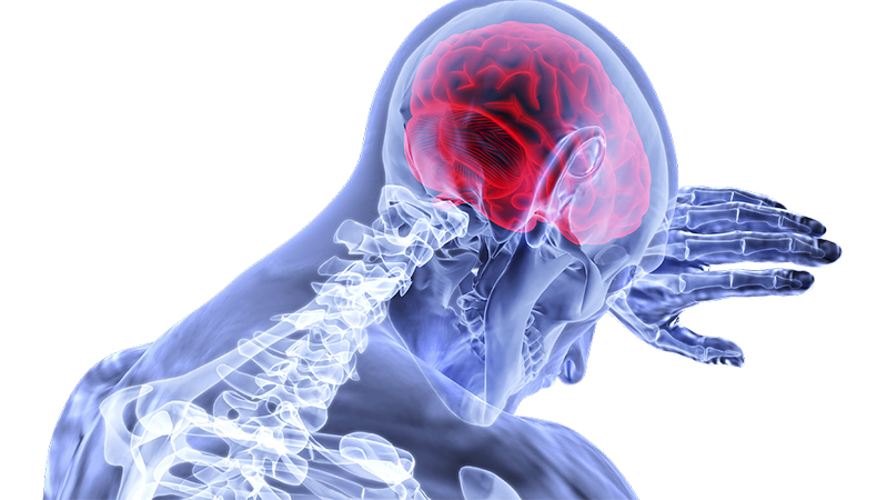 brain inside a head image