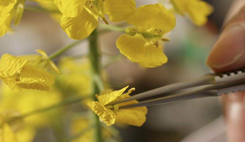 Petite plante à flux jaune